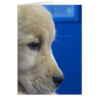 Profil de chiot de couleur