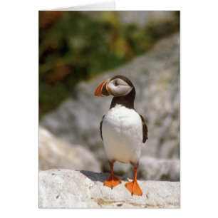 Profil de Puffin de l'Atlantique