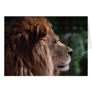 profil lion