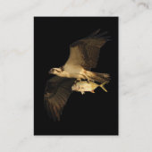 profil ou carte de visite, balbuzard (Dos)