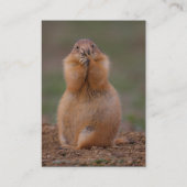 profil ou carte de visite, chien de prairie (Dos)