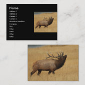 profil ou carte de visite, élan (Devant / Derrière)