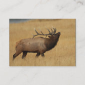 profil ou carte de visite, élan (Dos)