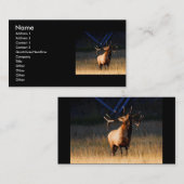 profil ou carte de visite, élan (Devant / Derrière)