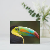 Profile of a Keel-billed Toucan Briefkaart (Staand voorkant)