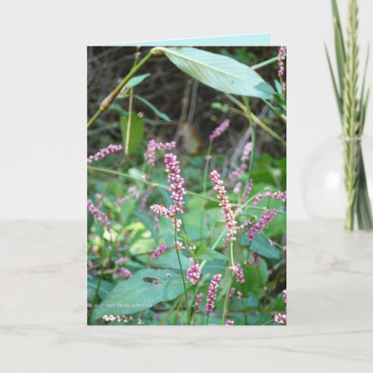 Profusie van Pinks Kaart (Voorkant)