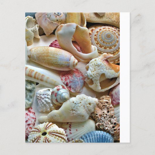 Programme de mariage de coquillages de petite plag (Dos)