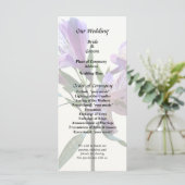 Programme Lily Péruvien Violet (Debout devant)