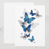 Programme Papillons volants bleus Morpho (Devant / Derrière)