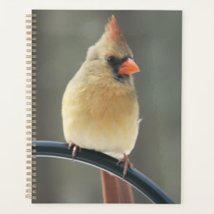 Programme quotidien de couverture dure