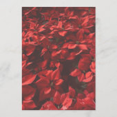 Programme Rose Rouge Romantique | Élégant Fleurs Personnalis (Dos)