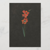 Programme Tulipe rouge Dutch Master peinture (Dos)