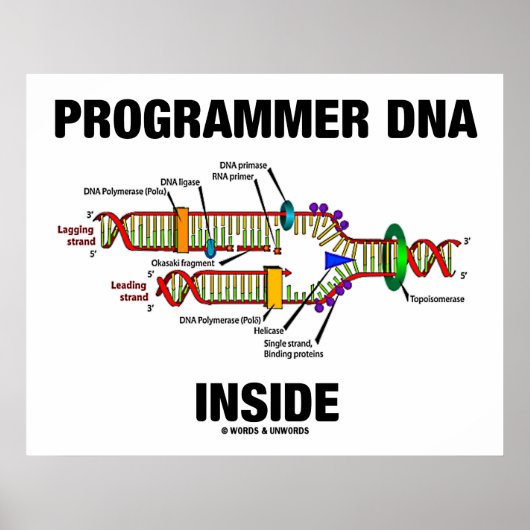 ProgrammeerDNA Inside (DNA-replicatie) Poster (Voorkant)