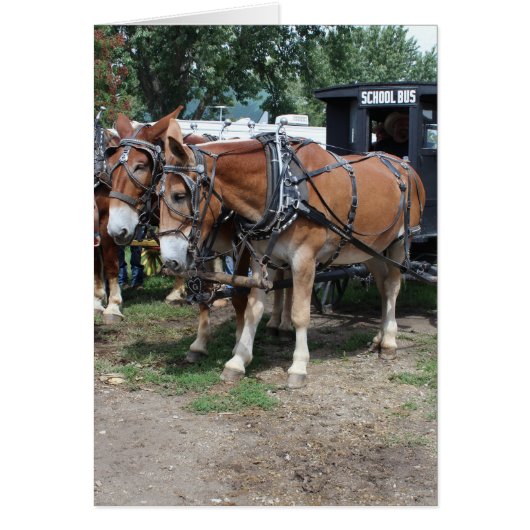 Projet de Mules à un festival agricole de l'Iowa (Devant)