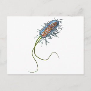 Prokaryotic cel briefkaart