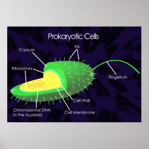 Prokaryotisch celdiagram poster