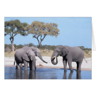 Promenade du côté sauvage - éléphants