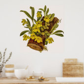  Promenaea Stapelioides Orchidee Flower Poster (Keuken)