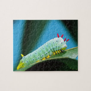 Prometheus Mot Rups, Callosamia Legpuzzel