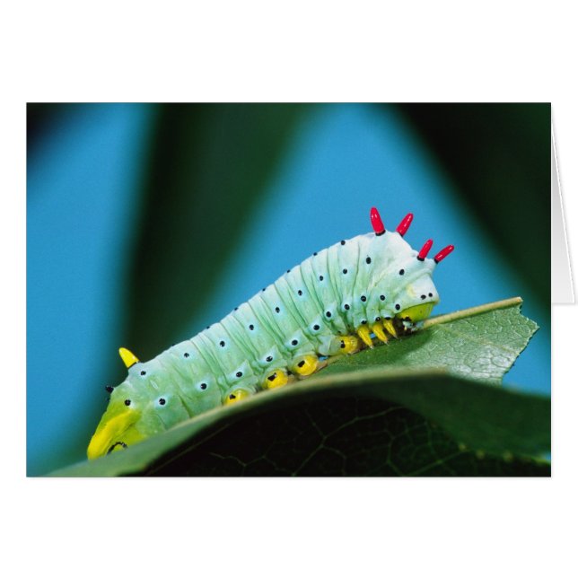 Prometheus Moth Caterpillar, Callosamia (Devant horizontal)