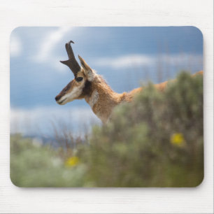 Prong Horn Antelope Muismat