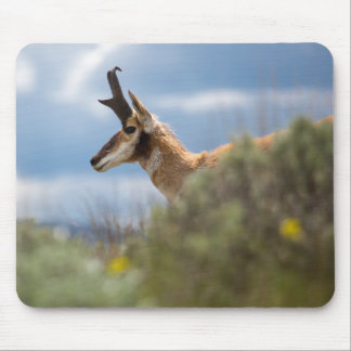 Prong Horn Antelope Muismat