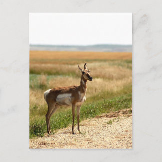 Pronghorn Antelope Briefkaart
