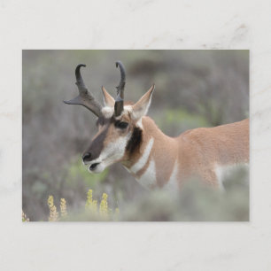 Pronghorn Antelope Buck   Grand Tetons Briefkaart