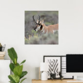 Pronghorn Antelope Buck | Grand Tetons Poster (Thuiskantoor)