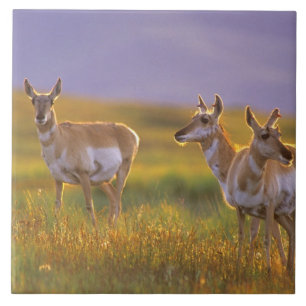Pronghorn Antelope in Montana Tegeltje