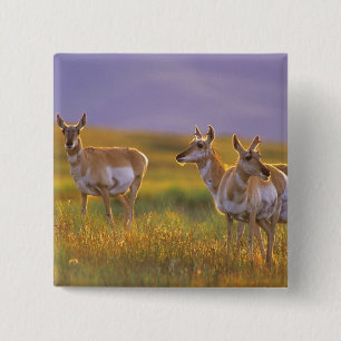 Pronghorn Antelope in Montana Vierkante Button 5,1 Cm