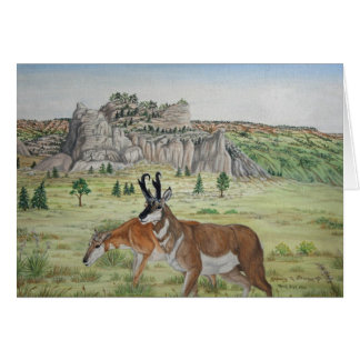 Pronghorn Antelope Wildlife Art