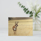 Pronghorn Antelope Wildlife Series # 9 Carte posta (Debout devant)