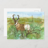 Pronghorn Antelope-woestijn Waterverf landschap Briefkaart (Voorkant / Achterkant)