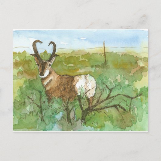 Pronghorn Antelope-woestijn Waterverf landschap Briefkaart (Voorkant)