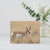 Pronghorn Briefkaart (Staand voorkant)