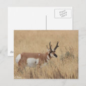 Pronghorn Briefkaart (Voorkant / Achterkant)