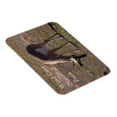 Pronghorn Grazing in Wind Cave National Park, SD Magneet (Rechterzijde)