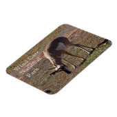 Pronghorn Grazing in Wind Cave National Park, SD Magneet (Linkerzijde)