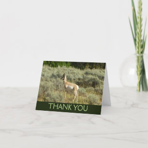 Pronghorn in Grand Teton National Park Bedankkaart