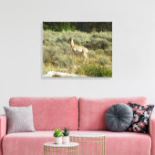 Pronghorn in Grand Teton National Park Canvas Afdruk (Insitu (Woonkamer))