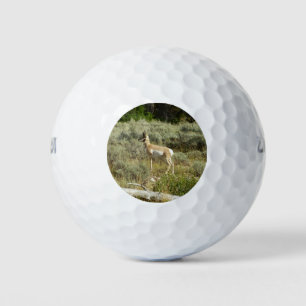Pronghorn in Grand Teton National Park Golfballen