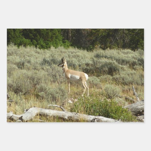 Pronghorn in Grand Teton National Park Inpakpapier Vel (Voorkant)