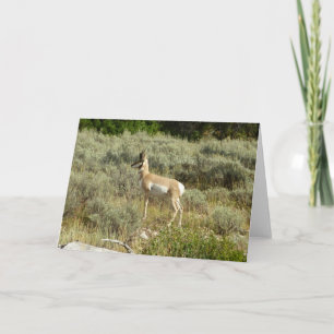 Pronghorn in Grand Teton National Park Kaart