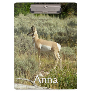 Pronghorn in Grand Teton National Park Klembord