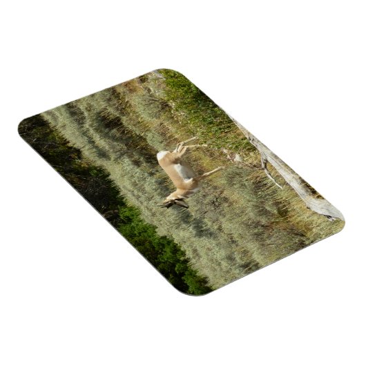 Pronghorn in Grand Teton National Park Magneet (Rechterzijde)