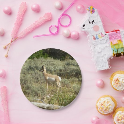 Pronghorn in Grand Teton National Park Papieren Bordje (Feest)