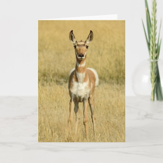 Pronghorn Notecard Kaart (Voorkant)