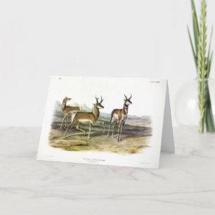 Pronghorn (Prong-horned Antelope) van Audubon Kaart