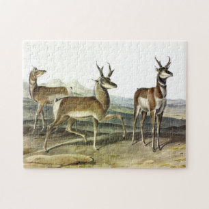 Pronghorn (Prong-horned Antelope) van Audubon Legpuzzel